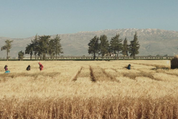 Wild Relatives traces seeds across international borders